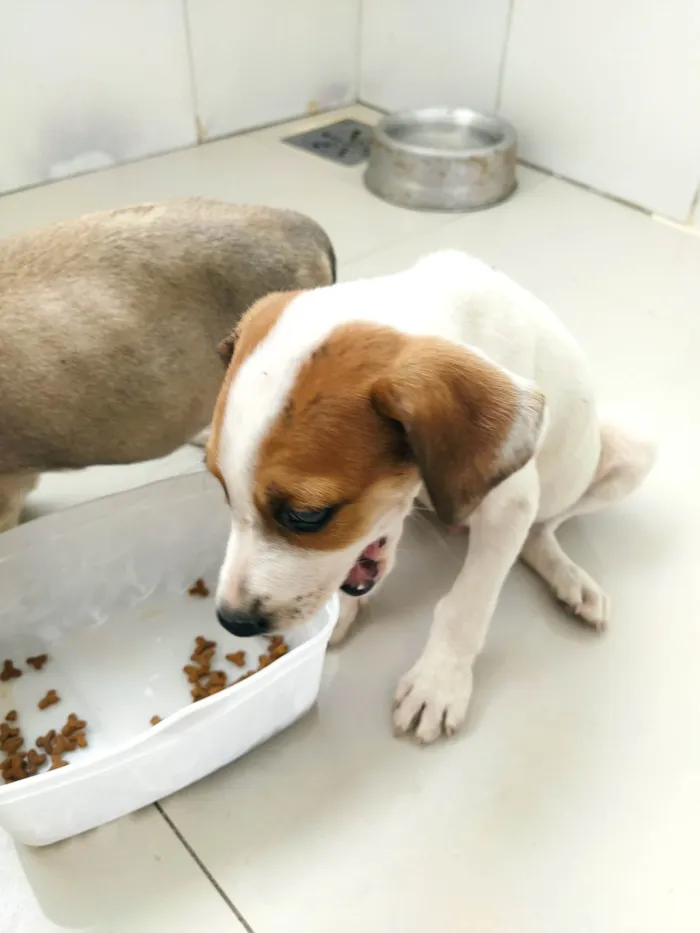 Cachorro raça SRD-ViraLata idade 2 a 6 meses nome Dog