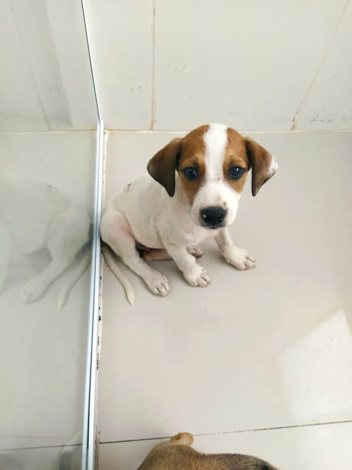 Cachorro raça SRD-ViraLata idade 2 a 6 meses nome Dog