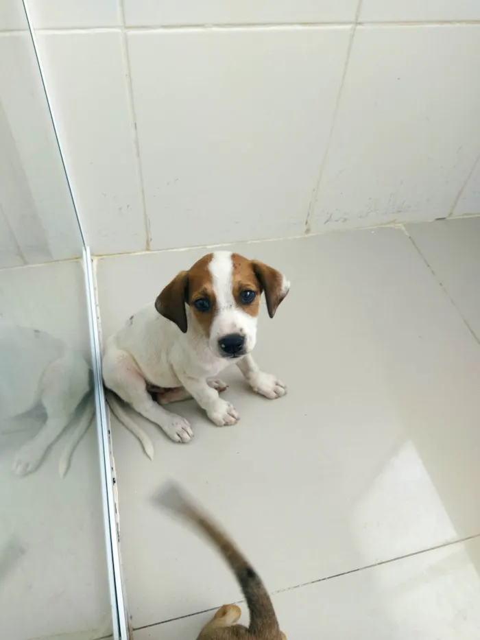 Cachorro raça SRD-ViraLata idade 2 a 6 meses nome Dog