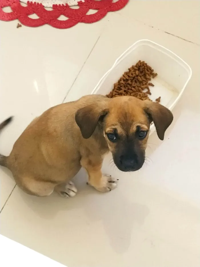Cachorro raça SRD-ViraLata idade Abaixo de 2 meses nome Katy