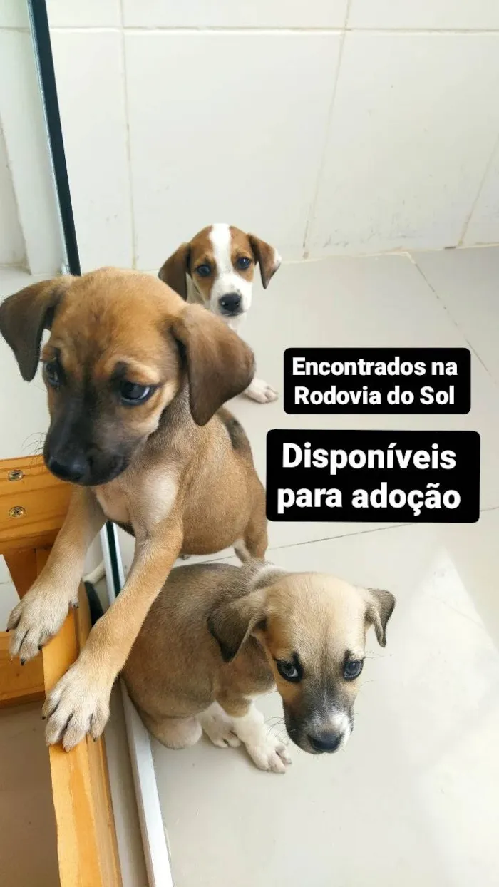 Cachorro raça SRD-ViraLata idade Abaixo de 2 meses nome Katy