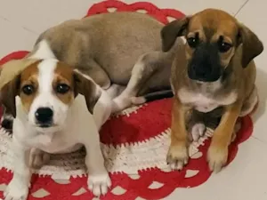 Cachorro raça SRD-ViraLata idade 2 a 6 meses nome Dog