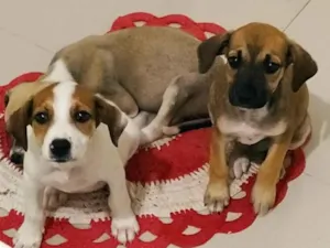 Cachorro raça SRD-ViraLata idade Abaixo de 2 meses nome Katy