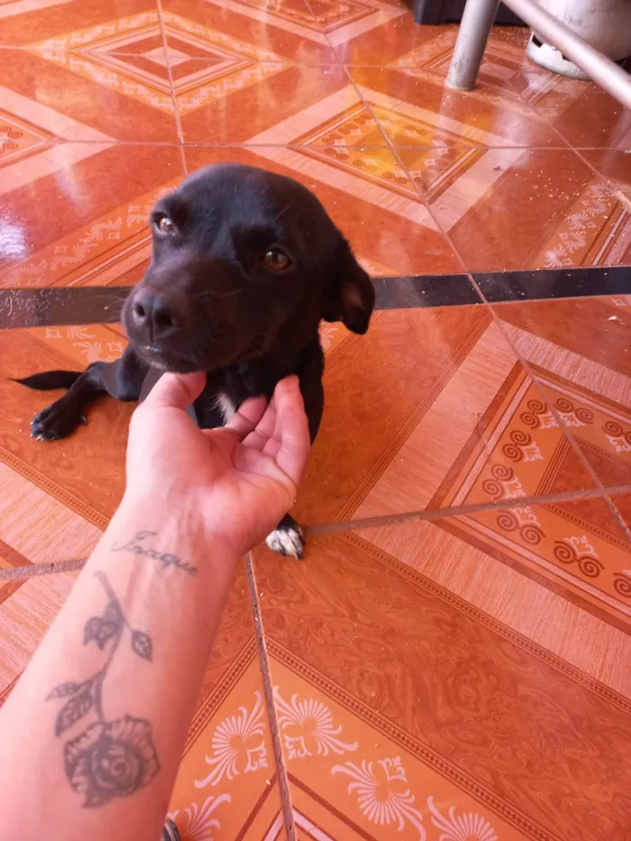 Cachorro ra a SRD-ViraLata idade 7 a 11 meses nome Nina