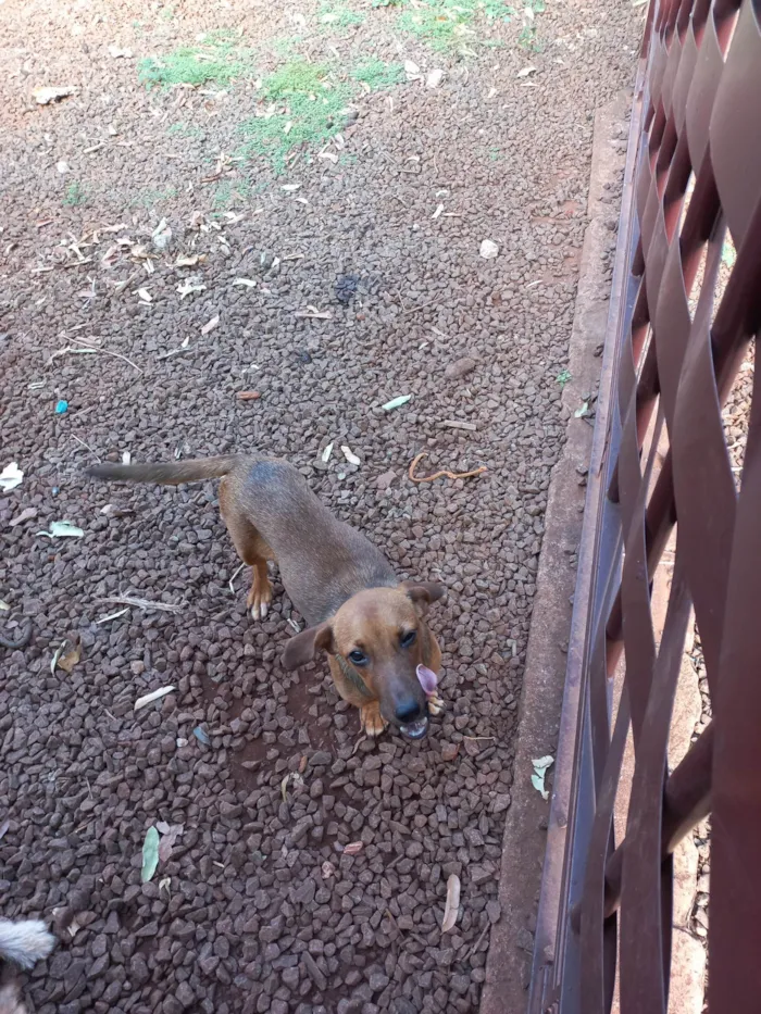 Cachorro ra a SRD-ViraLata idade 7 a 11 meses nome Luna