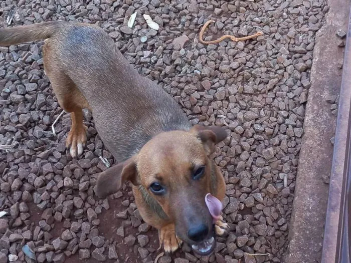 Cachorro ra a SRD-ViraLata idade 7 a 11 meses nome Luna