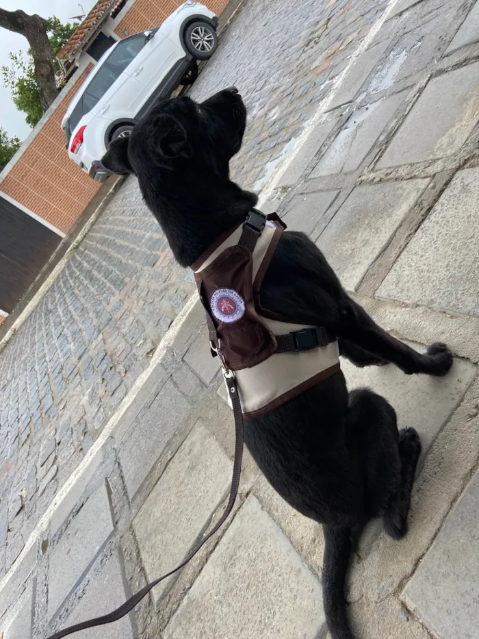 Cachorro raça Srd idade 2 anos nome Nara castrada