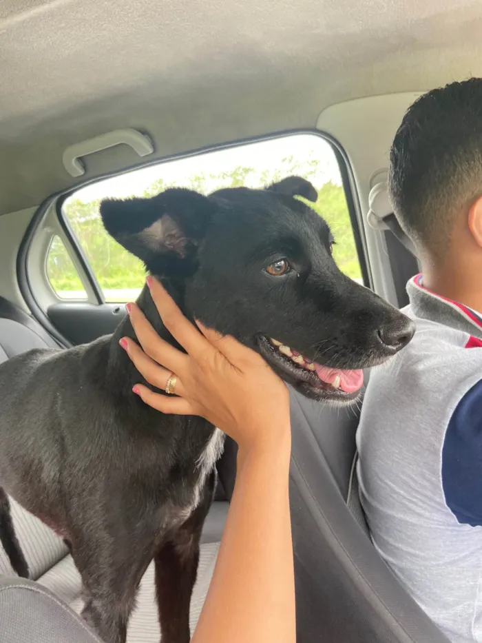 Cachorro raça Srd idade 2 anos nome Nara castrada