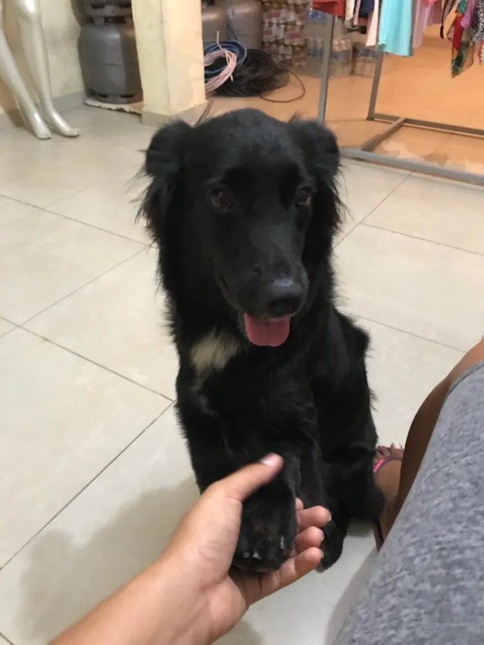 Cachorro raça Srd idade 2 anos nome Nara castrada