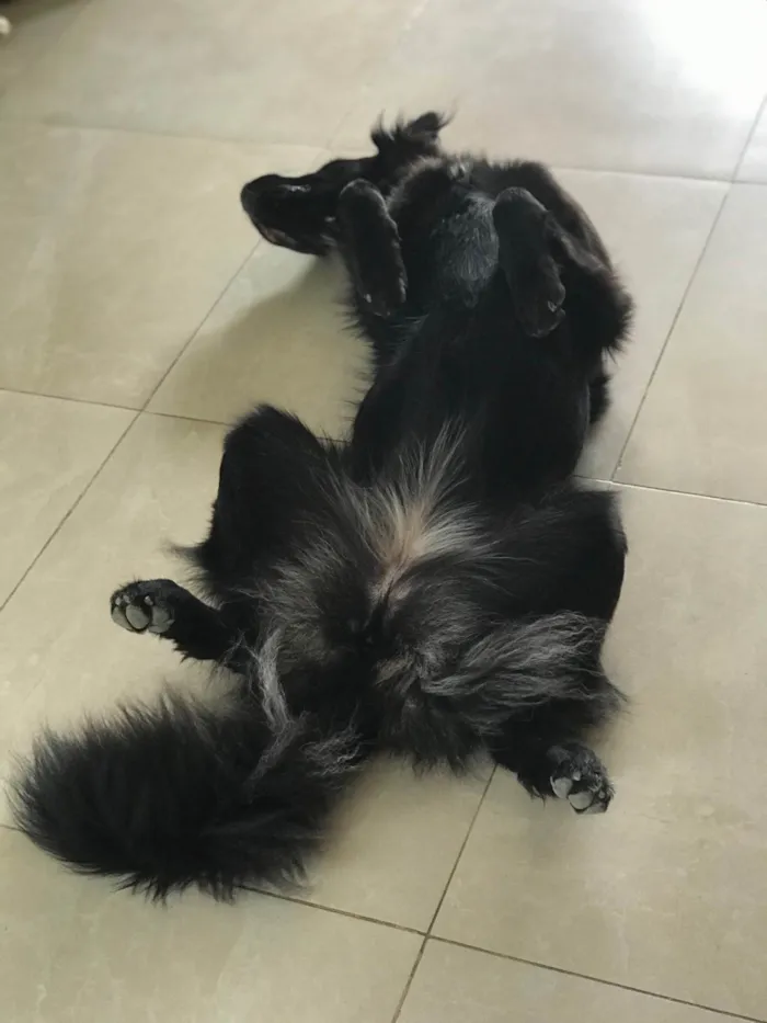 Cachorro raça Srd idade 2 anos nome Nara castrada