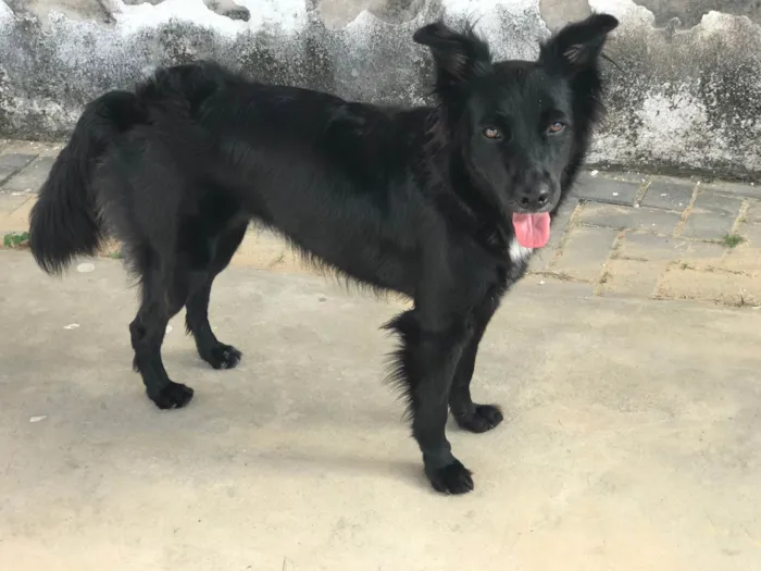 Cachorro raça Srd idade 2 anos nome Nara castrada