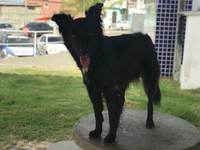 Cachorro raça Srd idade 2 anos nome Nara castrada