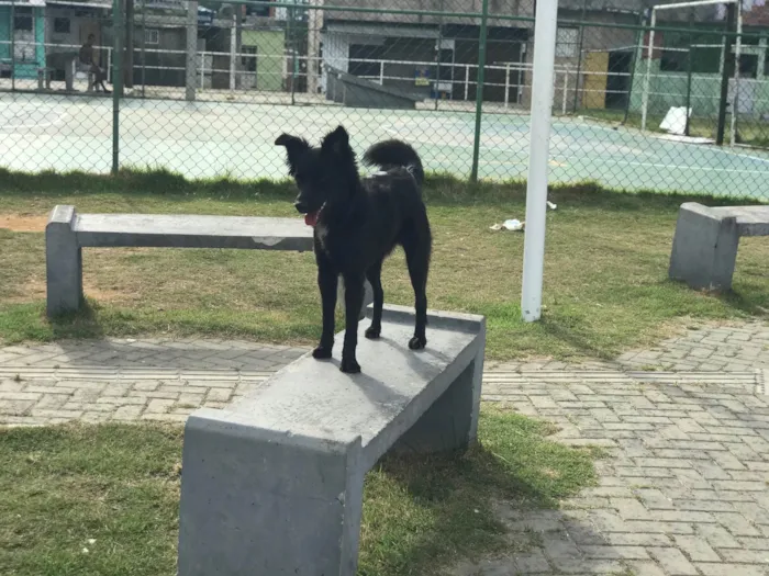 Cachorro raça Srd idade 2 anos nome Nara castrada