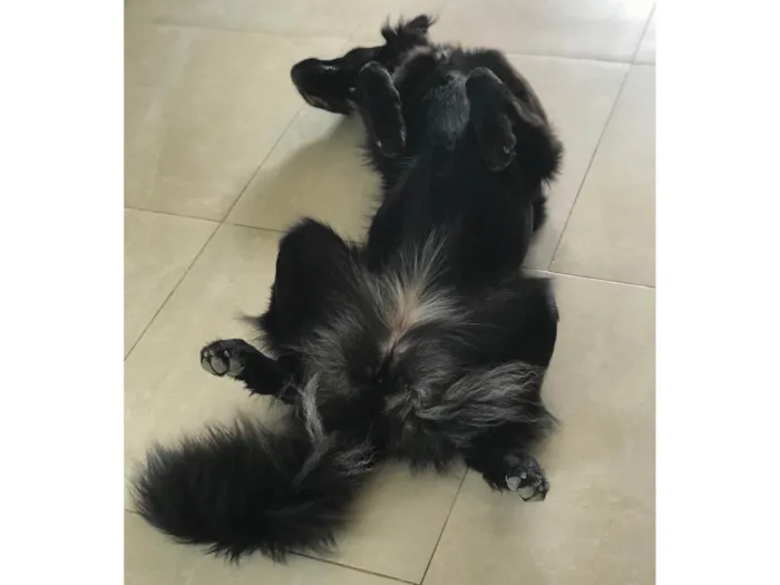 Cachorro raça Srd idade 2 anos nome Nara castrada