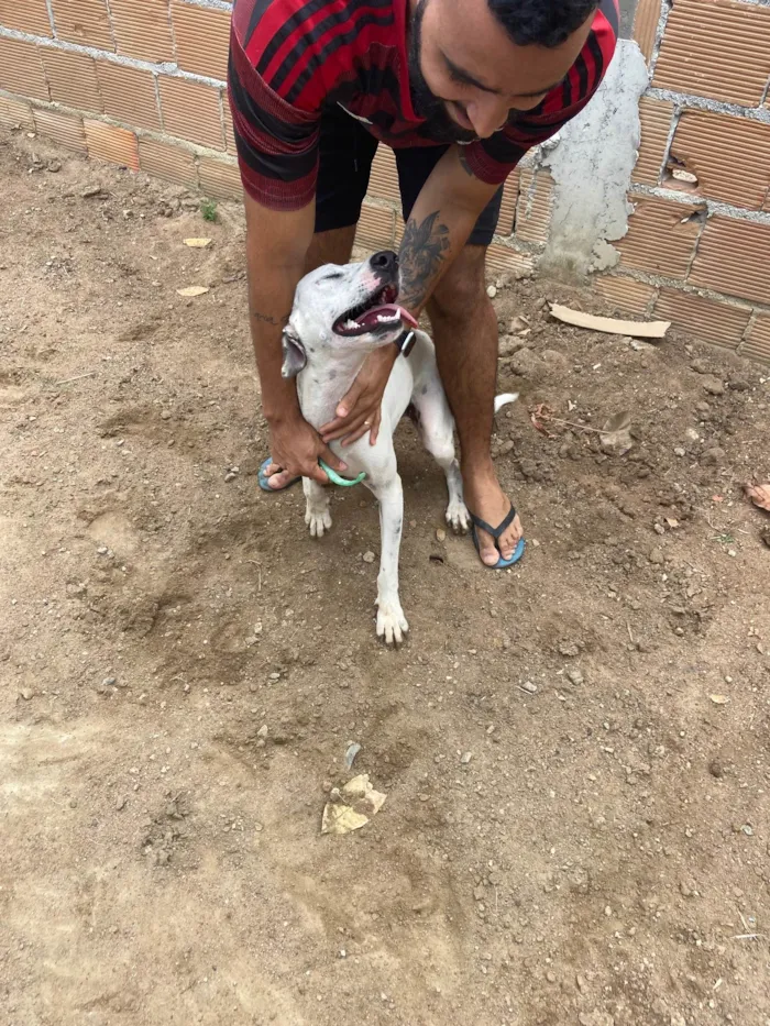 Cachorro raça Srd idade 2 anos nome Branquinha castrada