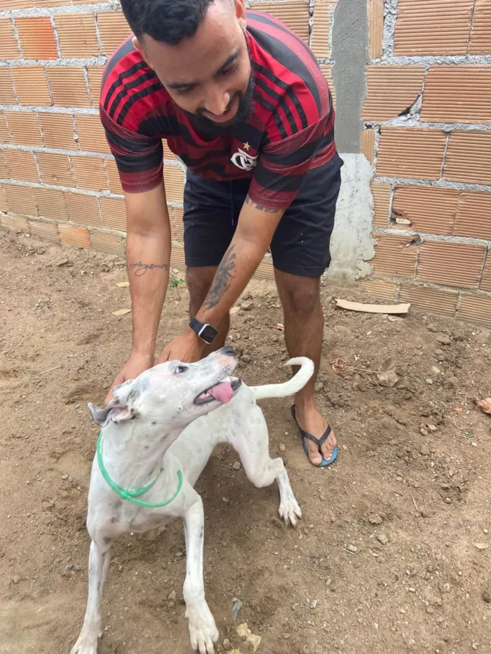 Cachorro raça Srd idade 2 anos nome Branquinha castrada