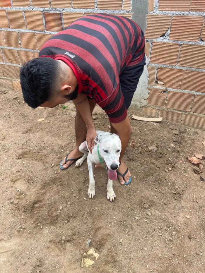 Cachorro raça Srd idade 2 anos nome Branquinha castrada