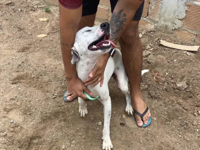Cachorro raça Srd idade 2 anos nome Branquinha castrada