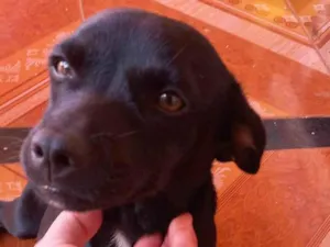 Cachorro raça SRD-ViraLata idade 7 a 11 meses nome Nina