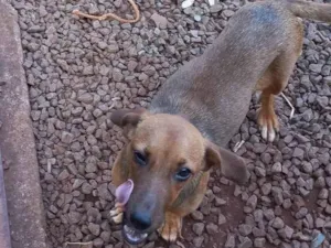 Cachorro raça SRD-ViraLata idade 7 a 11 meses nome Luna