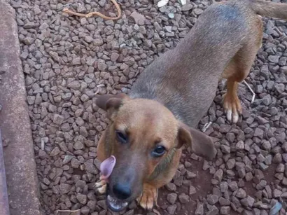 Cachorro raça SRD-ViraLata idade 7 a 11 meses nome Luna