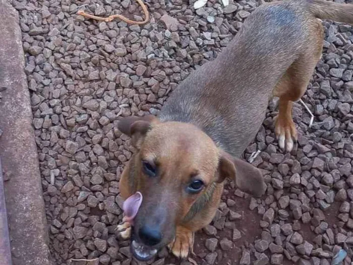 Cachorro ra a SRD-ViraLata idade 7 a 11 meses nome Luna