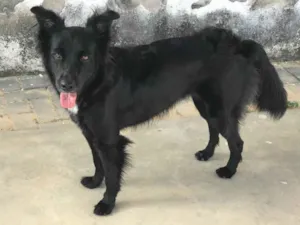 Cachorro raça Srd idade 2 anos nome Nara castrada