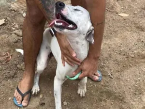 Cachorro raça Srd idade 2 anos nome Branquinha castrada