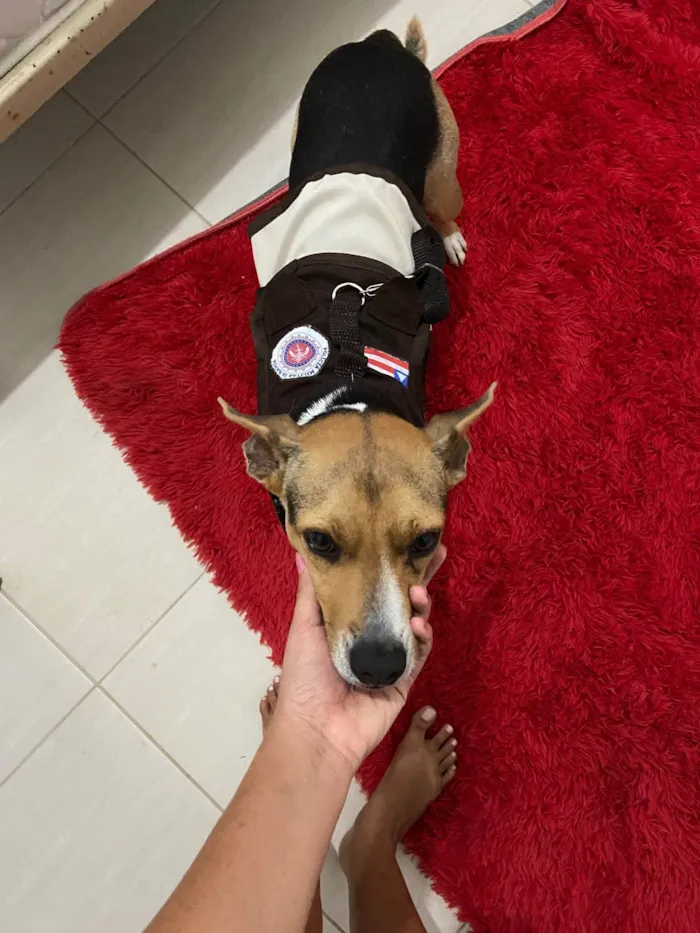 Cachorro raça Srd idade 3 anos nome Bob castrado