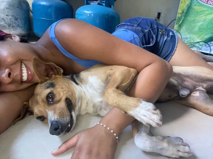 Cachorro raça Srd idade 3 anos nome Bob castrado