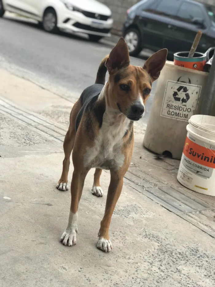 Cachorro raça Srd idade 3 anos nome Bob castrado