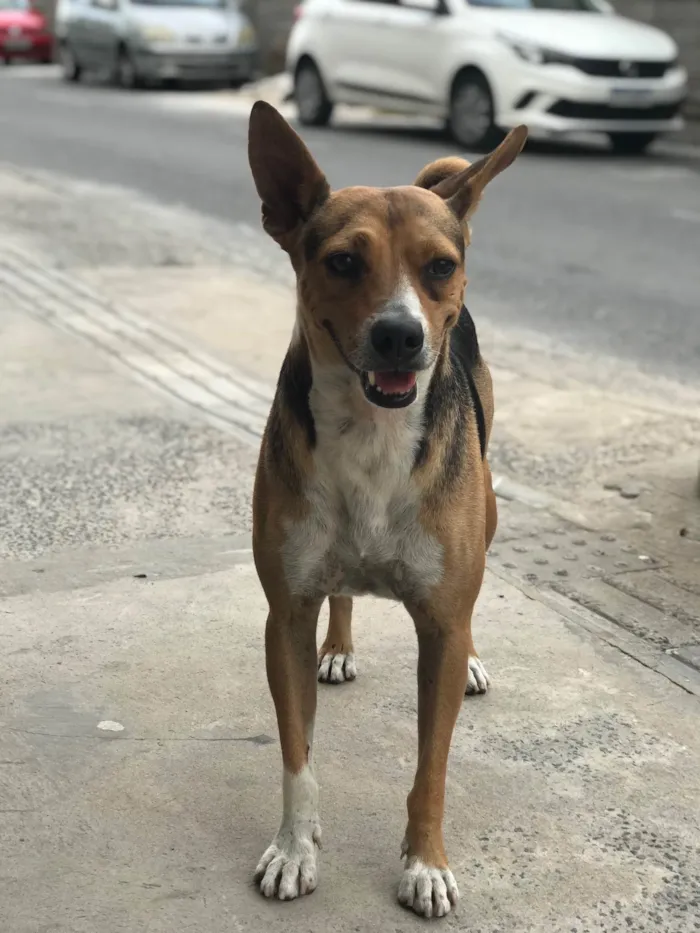 Cachorro raça Srd idade 3 anos nome Bob castrado