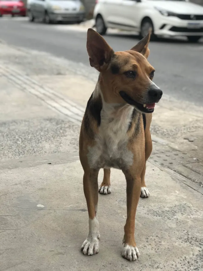 Cachorro raça Srd idade 3 anos nome Bob castrado