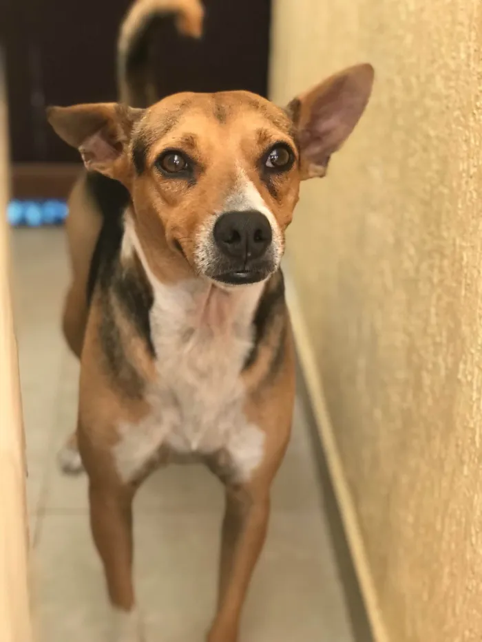 Cachorro raça Srd idade 3 anos nome Bob castrado