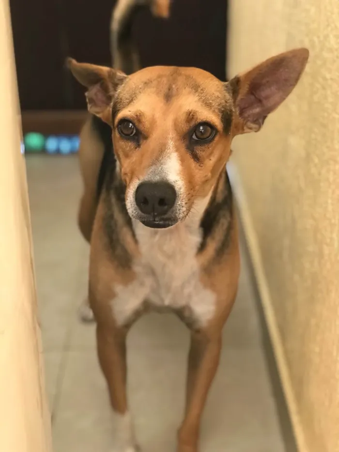 Cachorro raça Srd idade 3 anos nome Bob castrado