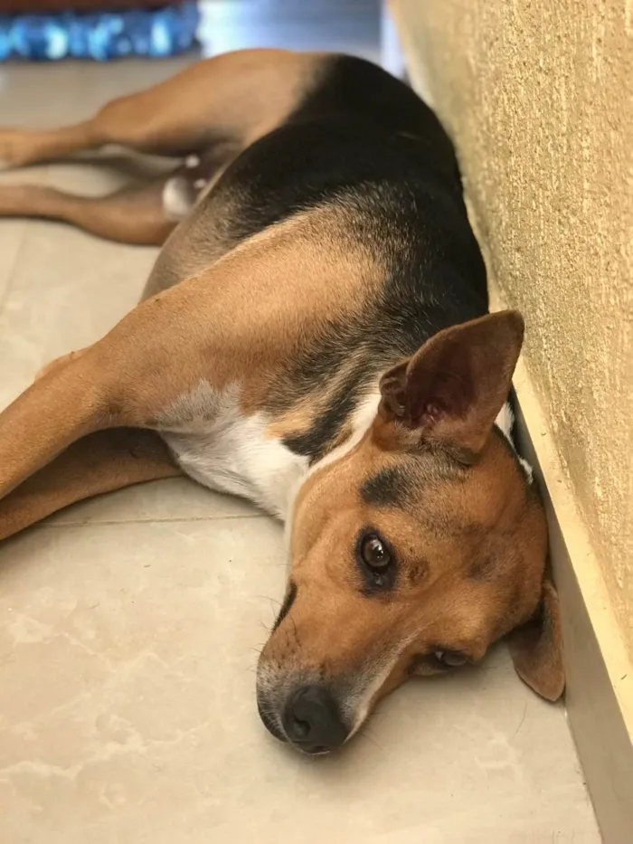 Cachorro raça Srd idade 3 anos nome Bob castrado