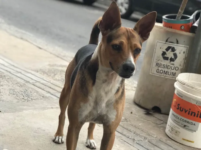 Cachorro raça Srd idade 3 anos nome Bob castrado