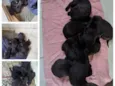Pretinho,Névoa,Soneca,Docinho,Zangado
