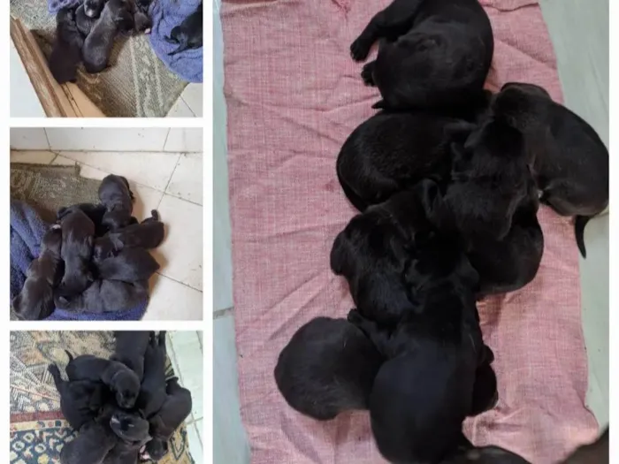 Cachorro raça SRD-ViraLata idade 2 a 6 meses nome Pretinho,Névoa,Soneca,Docinho,Zangado