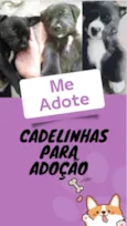 Não tem
