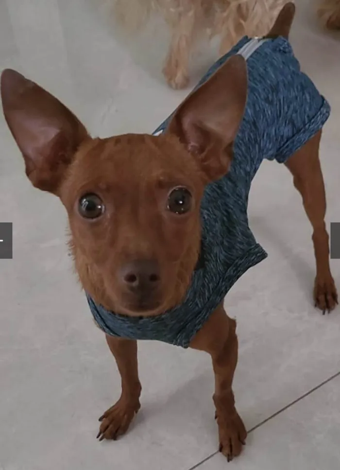 Cachorro ra a Pincher idade 3 anos nome Pingo