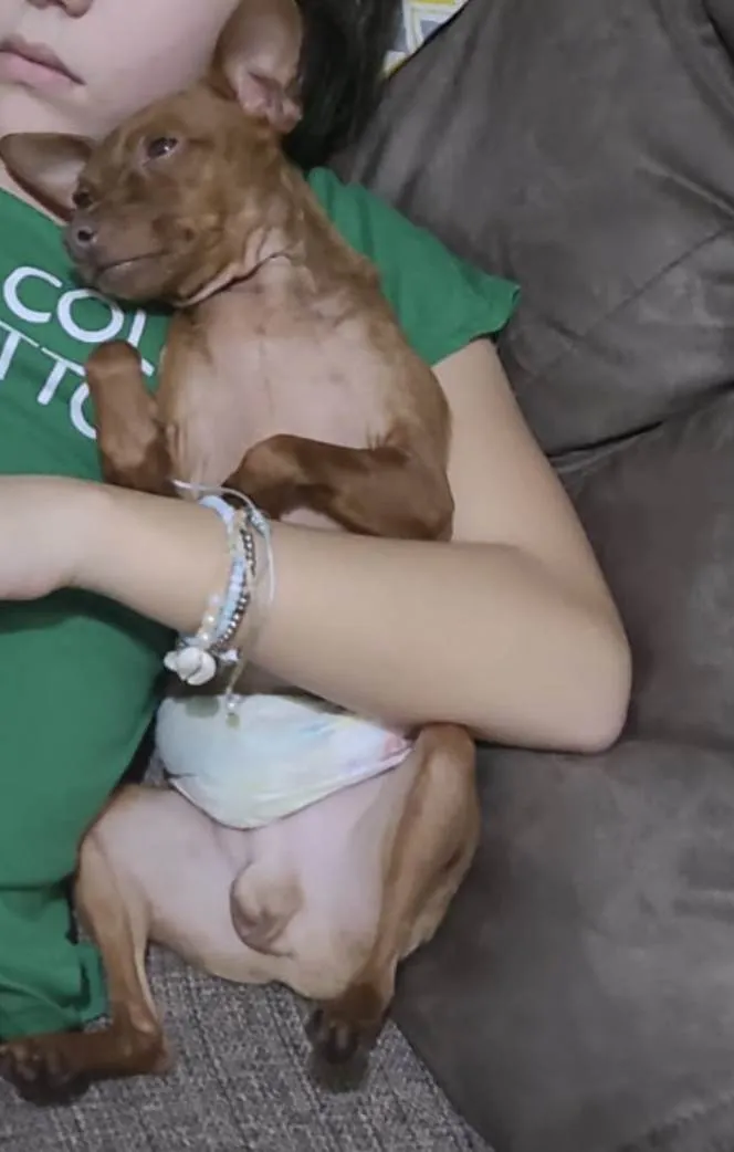 Cachorro ra a Pincher idade 3 anos nome Pingo