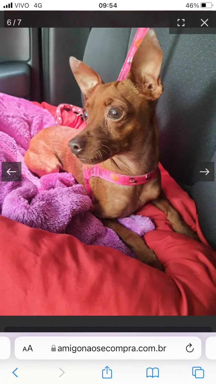 Cachorro ra a Pincher idade 3 anos nome Pingo