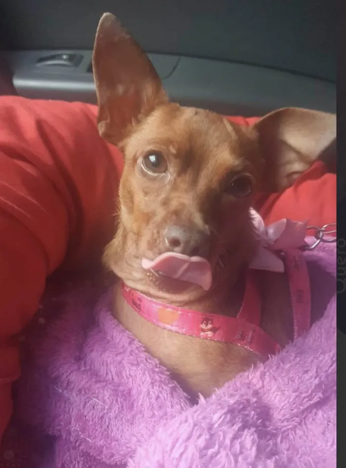 Cachorro ra a Pincher idade 3 anos nome Pingo