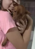 Pingo