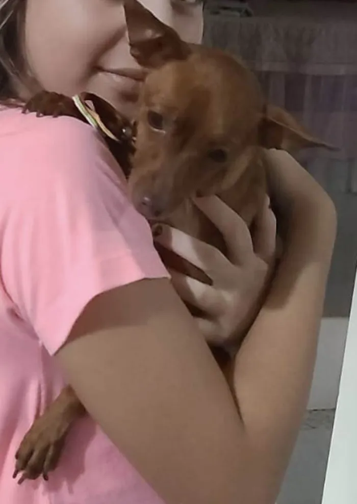 Cachorro ra a Pincher idade 3 anos nome Pingo