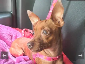 Cachorro raça Pincher idade 3 anos nome Pingo