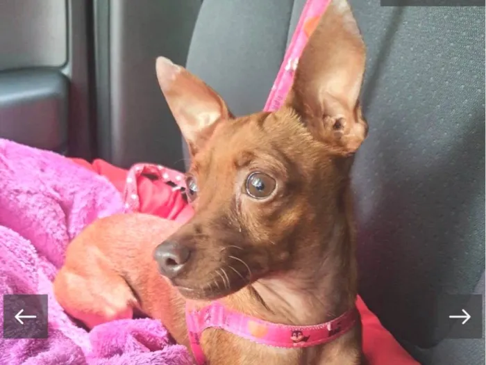 Cachorro ra a Pincher idade 3 anos nome Pingo