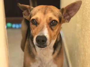 Cachorro raça Srd idade 3 anos nome Bob castrado