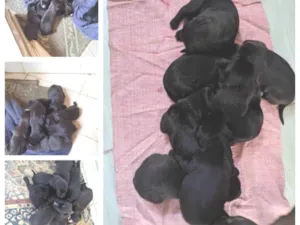 Cachorro raça SRD-ViraLata idade 2 a 6 meses nome Pretinho,Névoa,Soneca,Docinho,Zangado